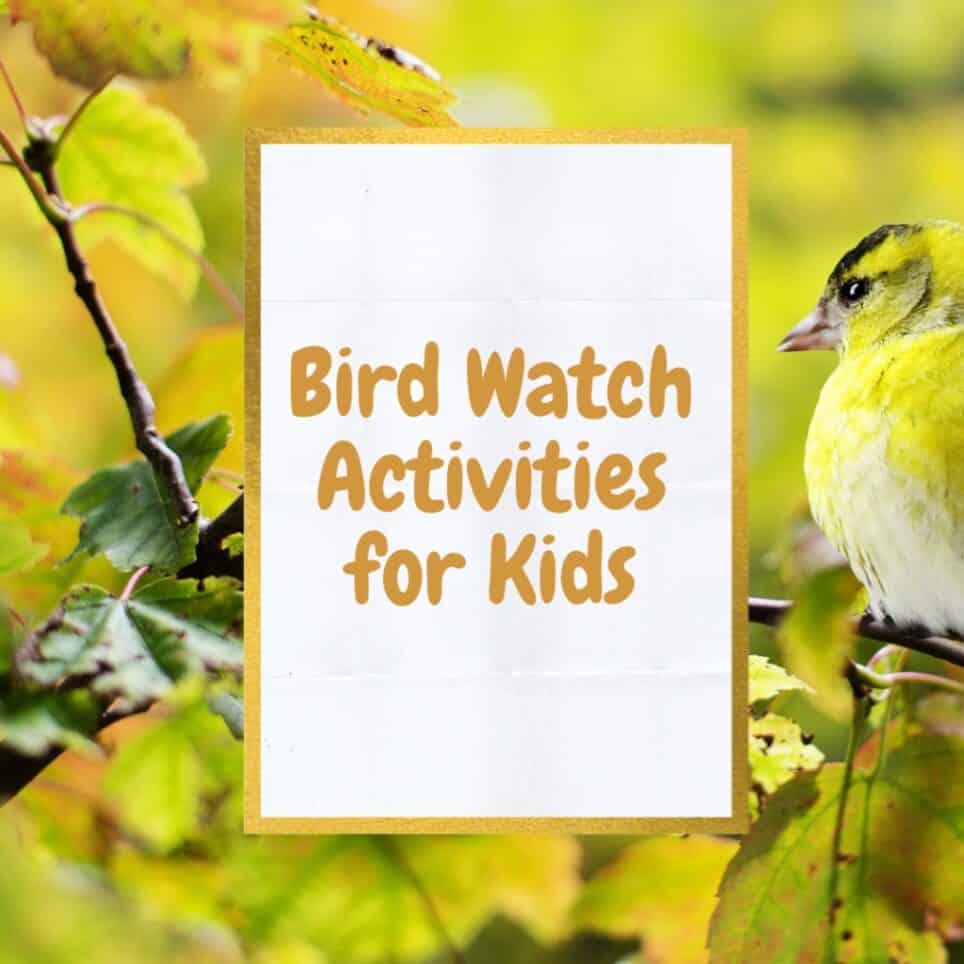 RSPB Bird Watch