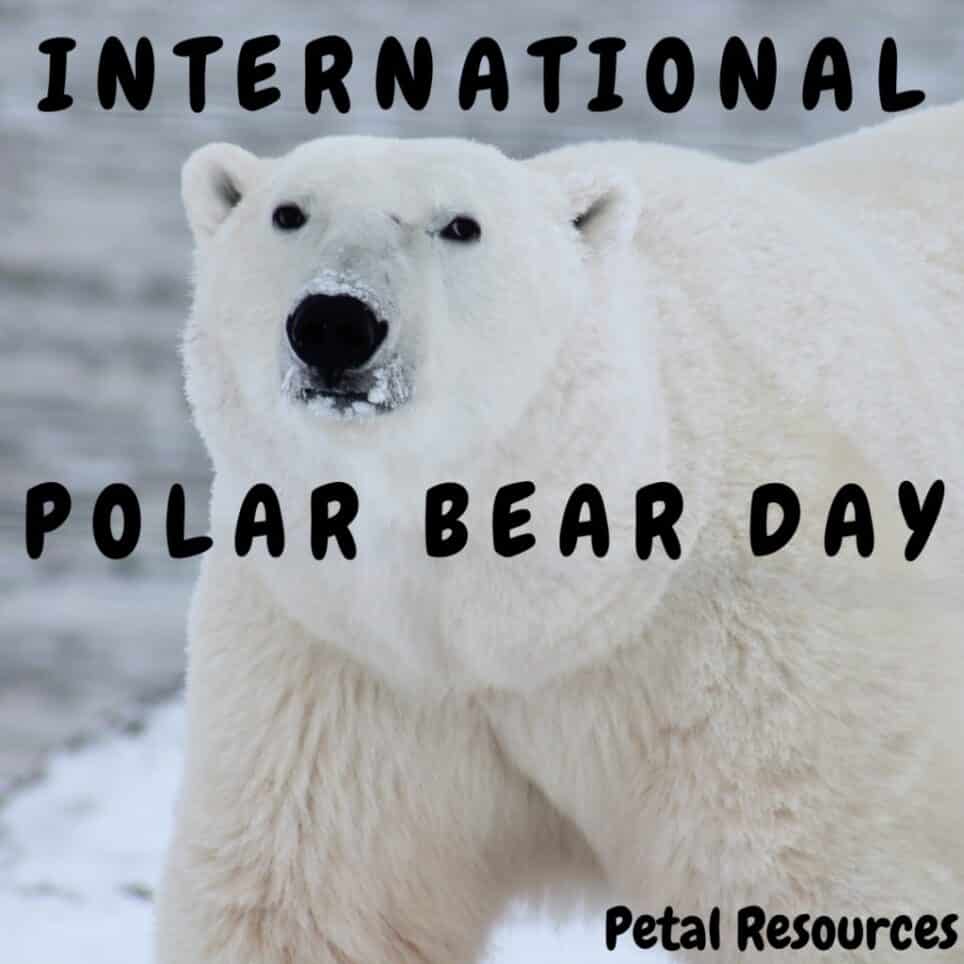 International Polar Bear Day