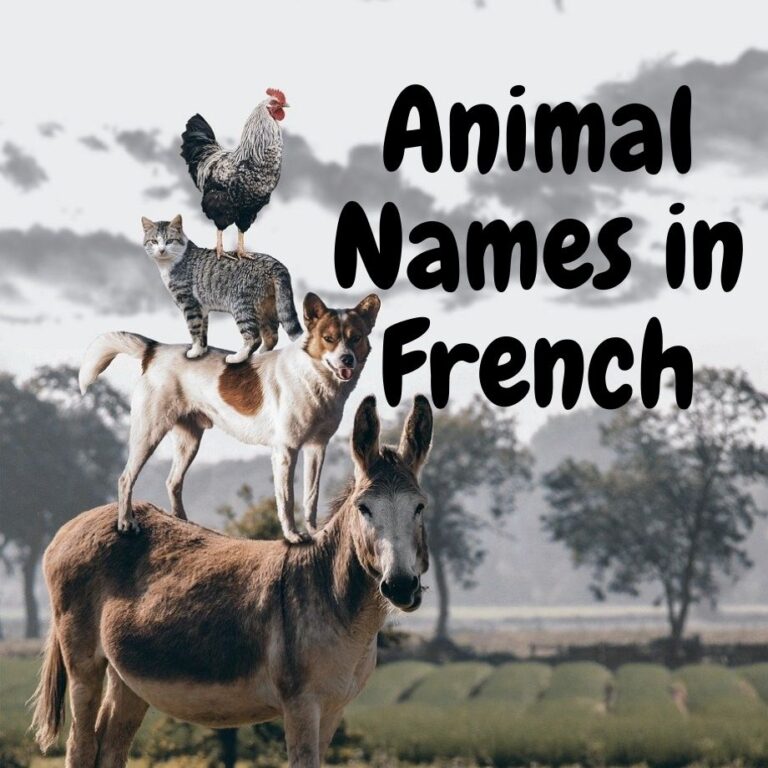 Learn Animal Names in French - Petal Resources