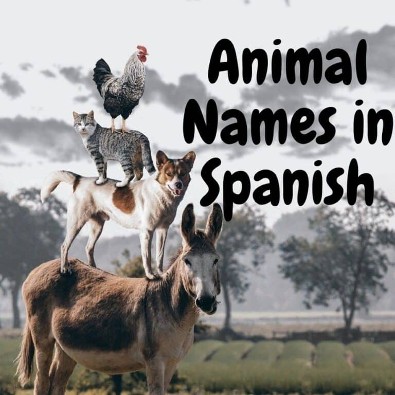 learn-animal-names-in-spanish-petal-resources