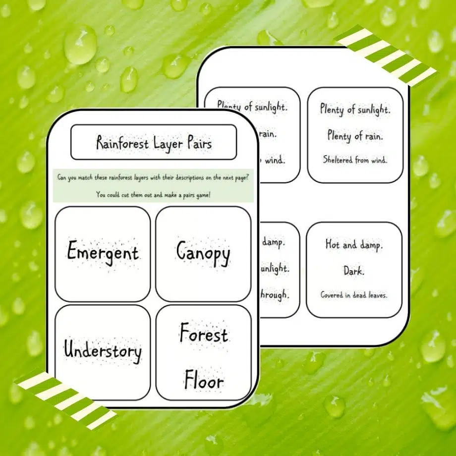 rainforest layers learning game