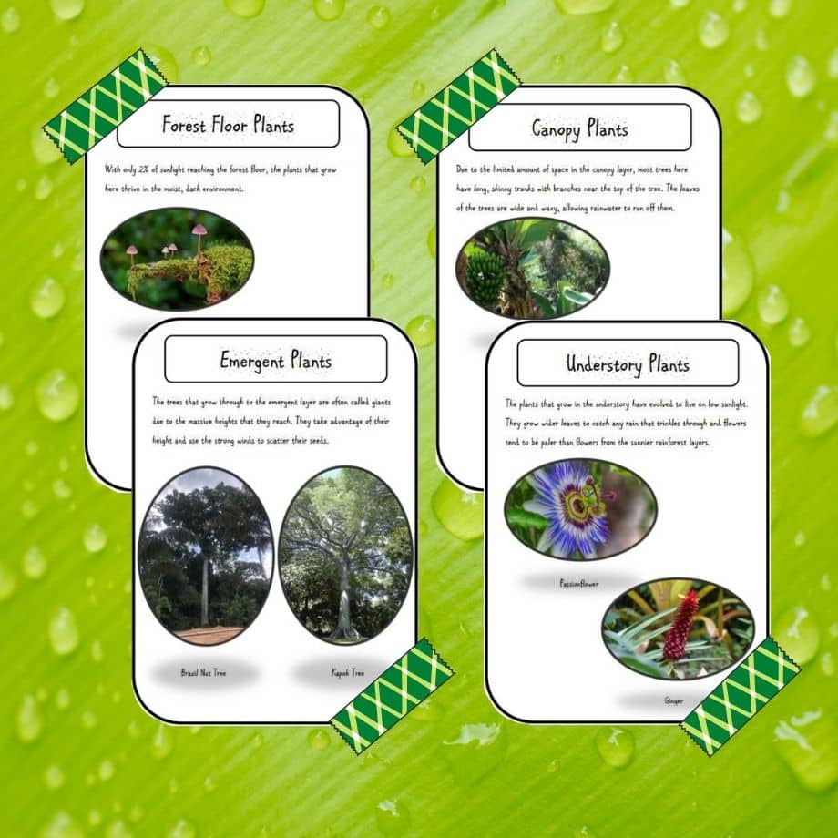 rainforest plants