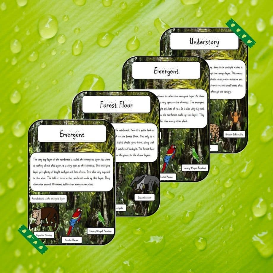 what are the rainforest layers?